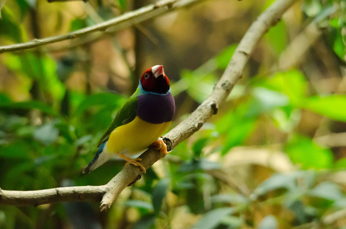 Colorful Gouldian Finch at Antwerp zoo  Antwerpen,Erythrura gouldiae,Gouldian Finch