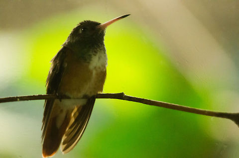 Humming bird at Antwerp zoo I don't know the species name of this one, this was one of the few split second moments in which it was sitting still. Antwerpen,Rufous Hummingbird,Selasphorus rufus