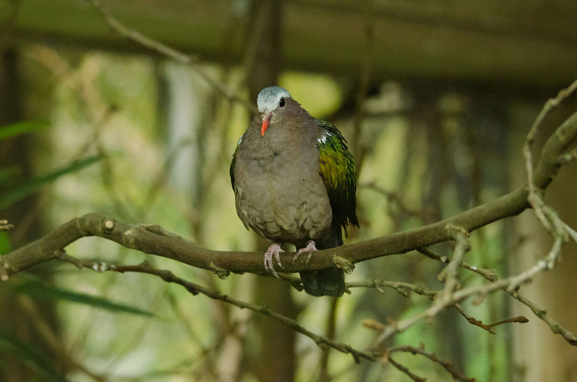 Emerald Dove at Antwerp zoo What intrigues me about doves and pigeons is that around the world they are seen as common and boring, yet that is also their success: being able to adapt so well to us humans. Antwerpen,Chalcophaps indica,Common Emerald Dove