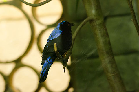 Asian Fairy-bluebird at Antwerp zoo Not a shining moment in photography, yet the light conditions were very poor. A bird with such a majestic name deserves to be shared though. Antwerpen,Asian Fairy-bluebird,Irena puella