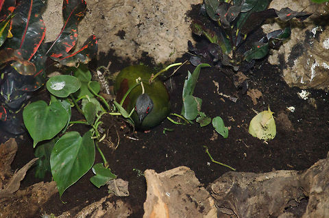 Crested Partridge at Antwerp zoo  Antwerpen,Crested Partridge,Rollulus rouloul