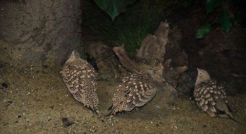 Three Chestnut-bellied Sandgrouse at Antwerp zoo  Antwerpen,Chestnut-bellied Sandgrouse,Pterocles exustus