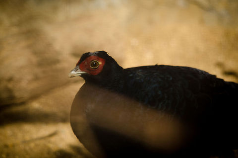 Salvadori's Pheasant at Antwerp zoo  Antwerpen,Lophura inornata,Salvadoris Pheasant
