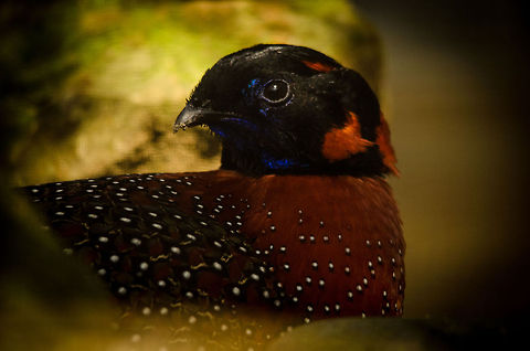 Satyr Tragopan at Antwerp zoo  Antwerpen,Satyr Tragopan,Tragopan satyra
