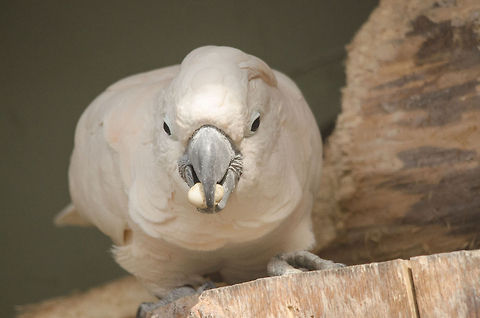 Salmon-crested Cockatoo at Antwerp zoo  Antwerpen,Cacatua moluccensis,Salmon-crested Cockatoo