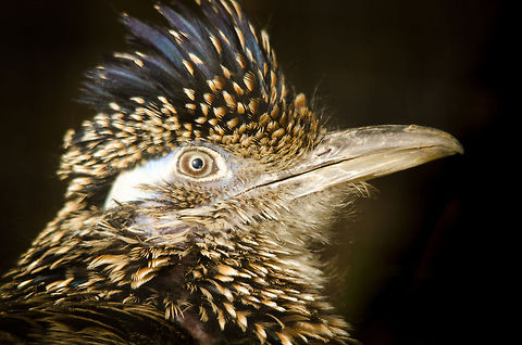 Greater Roadrunner in world domination stare It was worth the wait for this Greater Roadrunner to actually stand still for a second, in order to strike this epic pose. Feared by snakes all over, this bird walks the thin line between brilliance and insanity. Antwerpen,Geococcyx californianus,Greater Roadrunner