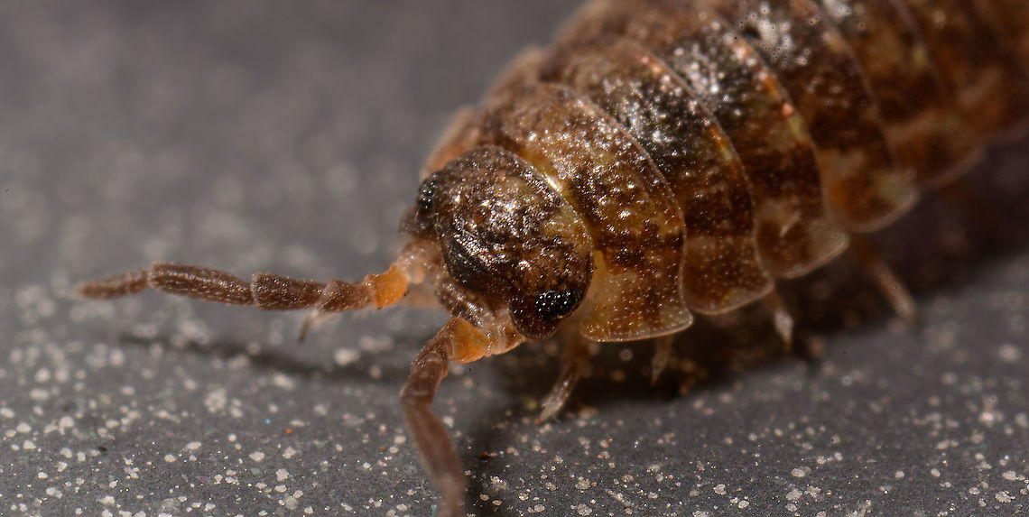 Porcellio scaber - frontal, Heesch, Netherlands  Europe,Heesch,Netherlands,Porcellio scaber,Rough woodlouse,World