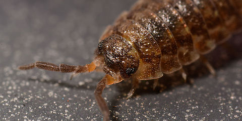 Porcellio scaber - frontal, Heesch, Netherlands  Europe,Heesch,Netherlands,Porcellio scaber,Rough woodlouse,World