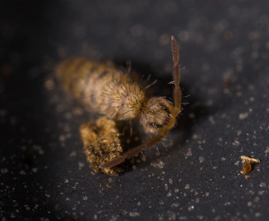 Entomobrya multifasciata - frontal 2, Heesch, Netherlands  Entomobrya multifasciata,Europe,Heesch,Netherlands,World