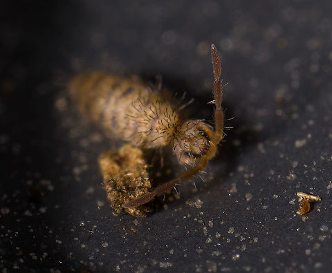 Entomobrya multifasciata - frontal 2, Heesch, Netherlands  Entomobrya multifasciata,Europe,Heesch,Netherlands,World