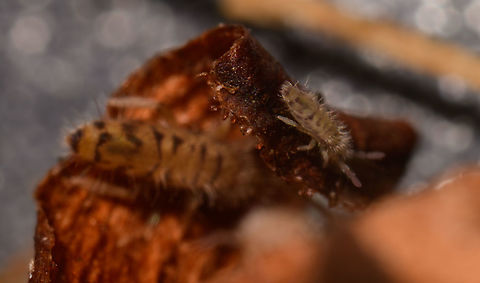 Entomobrya multifasciata sizes A horrible photo, but wanted to show the massive difference in size between these two individuals. The one in the background looks to be roughly 3 times larger compared to the one in the foreground. Still the adult is likely only a little over 1mm. Entomobrya multifasciata,Europe,Heesch,Netherlands,World
