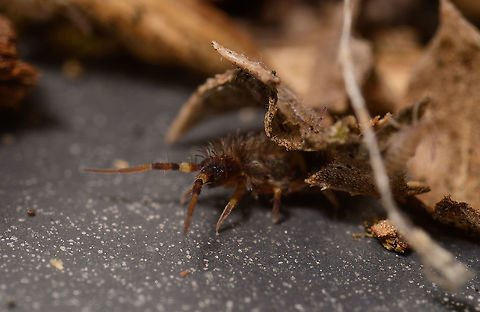 Orchesella cincta, Heesch, Netherlands Orchesella cincta makes an exit from the safety of a pile of plant debris in my insect collecting tray, yet only under the watchful eye of yet another springtail. Europe,Heesch,Netherlands,Orchesella cincta,World