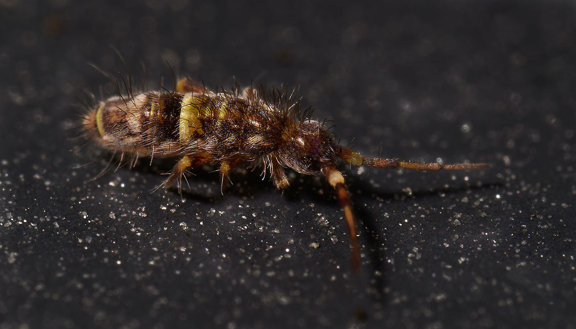 Orchesella cincta - closeup, Heesch, Netherlands  Europe,Heesch,Netherlands,Orchesella cincta,World
