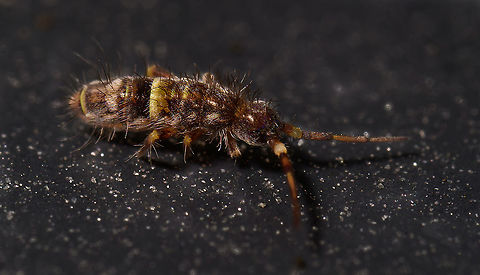 Orchesella cincta - closeup, Heesch, Netherlands  Europe,Heesch,Netherlands,Orchesella cincta,World