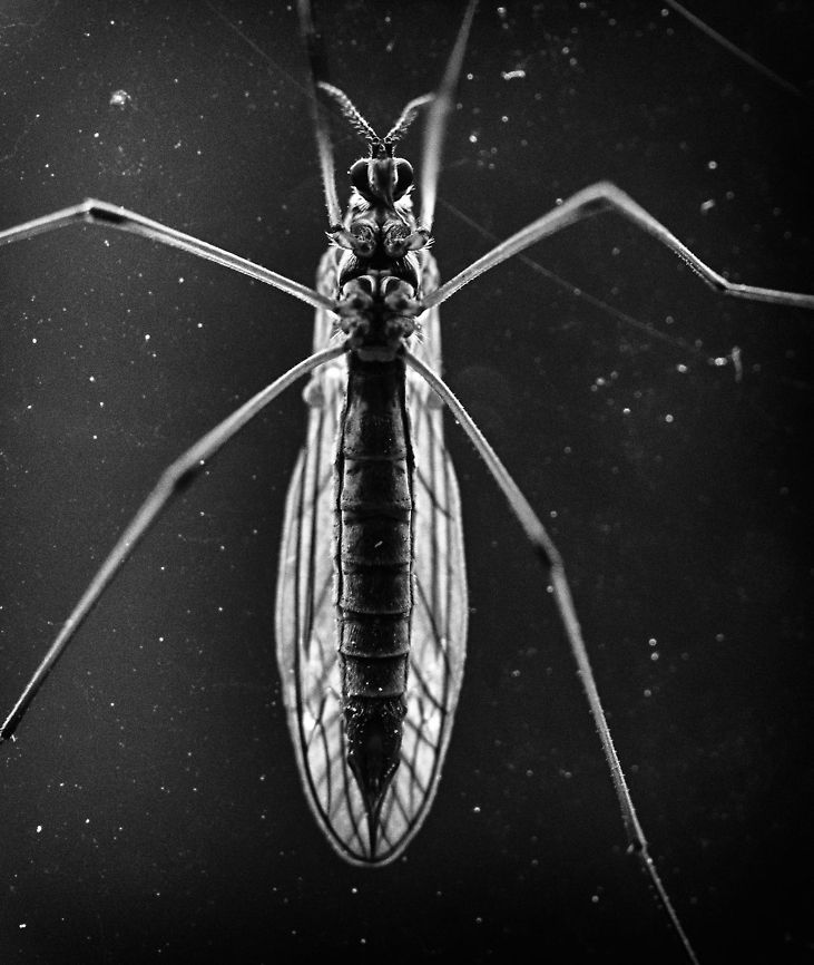 Space odyssey This is an insect sticking to the outside of our window, looking in. In post processing I went to B&amp;W to give it a spacey appearance. Macro,Tipula oleracea,insects