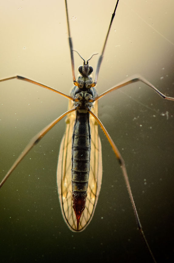 Tipula oleracea sticking on window A macro of a Tipula oleracea sticking to the outside of our window, looking in. Macro,Tipula oleracea