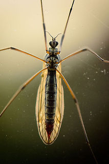 Tipula oleracea sticking on window A macro of a Tipula oleracea sticking to the outside of our window, looking in. Macro,Tipula oleracea