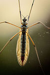 Tipula oleracea sticking on window A macro of a Tipula oleracea sticking to the outside of our window, looking in. Macro,Tipula oleracea
