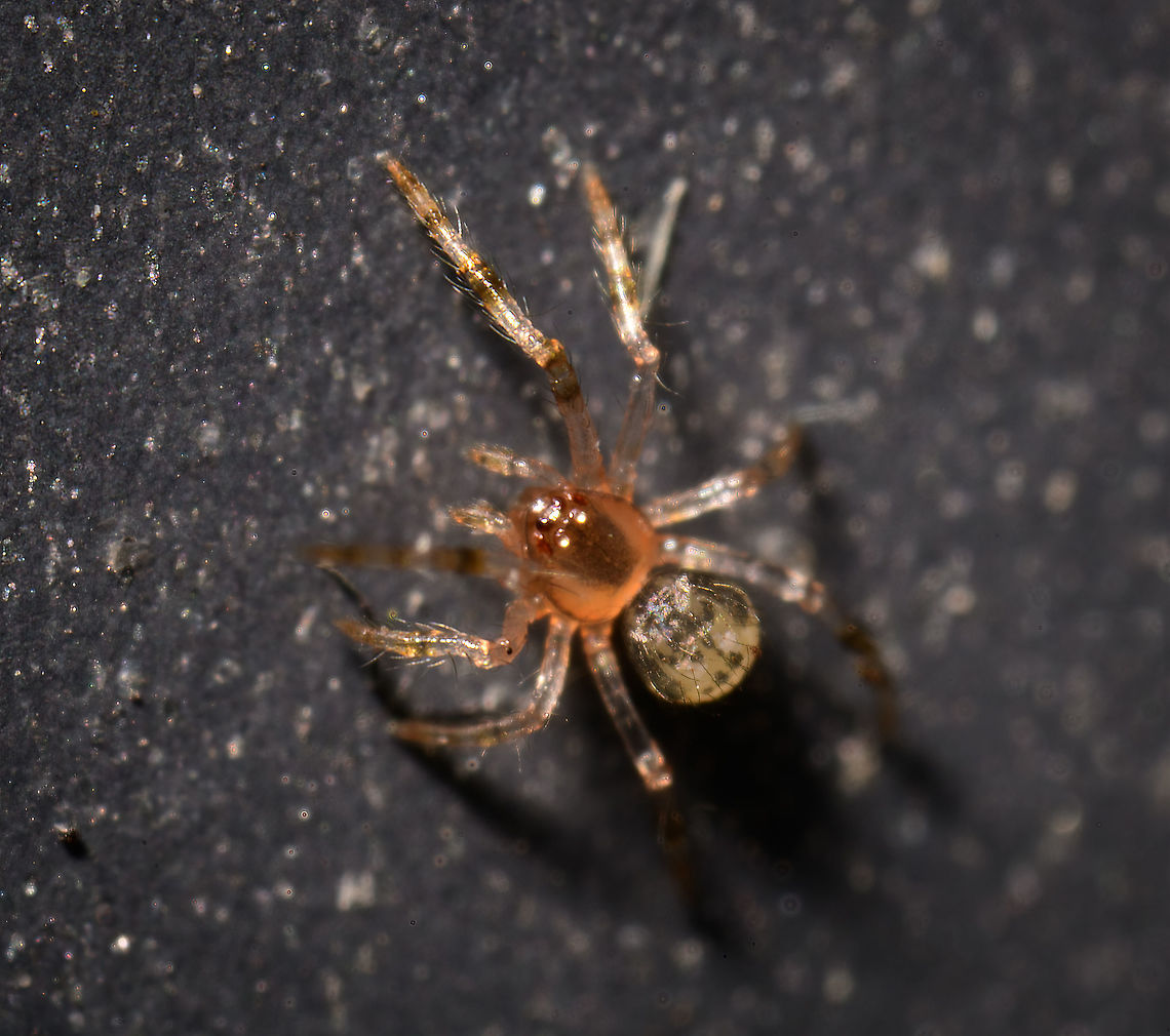 Juvenile Theridiidae, Heesch, Netherlands According to the dutch spiders FB group, this is a juvenile Tangle-web spider. Some 80 species are known to occur in the Netherlands. This family of spiders in Dutch is named after their spherical abdomen (kogelspin = bullet spider) and in English after their web construction. They built messy 3D webs that seem to lack any organization.<br />
<br />
I don't know the exact species yet. Enoplognatha ovata is a candidate, it is known to be variable in color for both the thorax/head and abdomen, and this particular color combination exists.<br />
<br />
Paidiscura pallens looks somewhat similar and matches my idea of size, being only a few mm long. Yet not convinced of it matching in color. Europe,Heesch,Netherlands,World