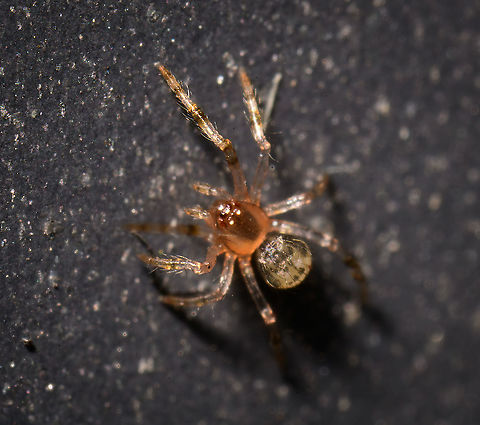 Juvenile Theridiidae, Heesch, Netherlands According to the dutch spiders FB group, this is a juvenile Tangle-web spider. Some 80 species are known to occur in the Netherlands. This family of spiders in Dutch is named after their spherical abdomen (kogelspin = bullet spider) and in English after their web construction. They built messy 3D webs that seem to lack any organization.

I don't know the exact species yet. Enoplognatha ovata is a candidate, it is known to be variable in color for both the thorax/head and abdomen, and this particular color combination exists.

Paidiscura pallens looks somewhat similar and matches my idea of size, being only a few mm long. Yet not convinced of it matching in color. Europe,Heesch,Netherlands,World