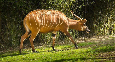 Western/Lowland Bongo full body shot at Antwerp zoo  Antwerpen,Tragelaphus eurycerus,Western/Lowland Bongo