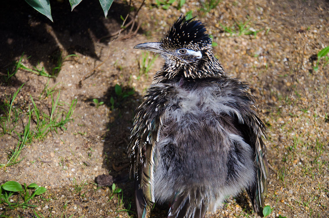 Greater RoadRunner dries wings A Greater RoundRunner, a very actionable and nervous bird, spreads its wings to warm its back in the sun. Antwerpen,Geococcyx californianus,Greater Roadrunner