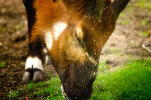 Western/Lowland Bongo nibbles grass in Antwerp zoo  Antwerpen,Tragelaphus eurycerus,Western/Lowland Bongo
