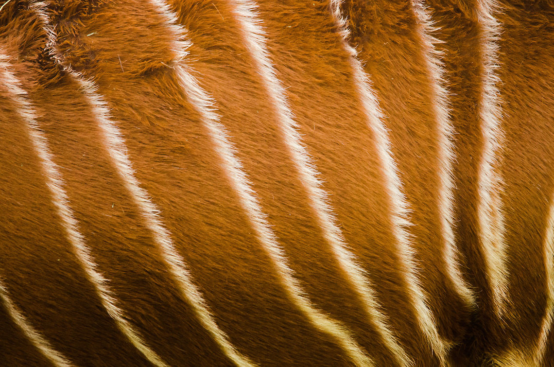 Western/Lowland Bongo fur/skin pattern  Antwerpen,Tragelaphus eurycerus,Western/Lowland Bongo