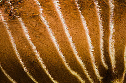 Western/Lowland Bongo fur/skin pattern  Antwerpen,Tragelaphus eurycerus,Western/Lowland Bongo