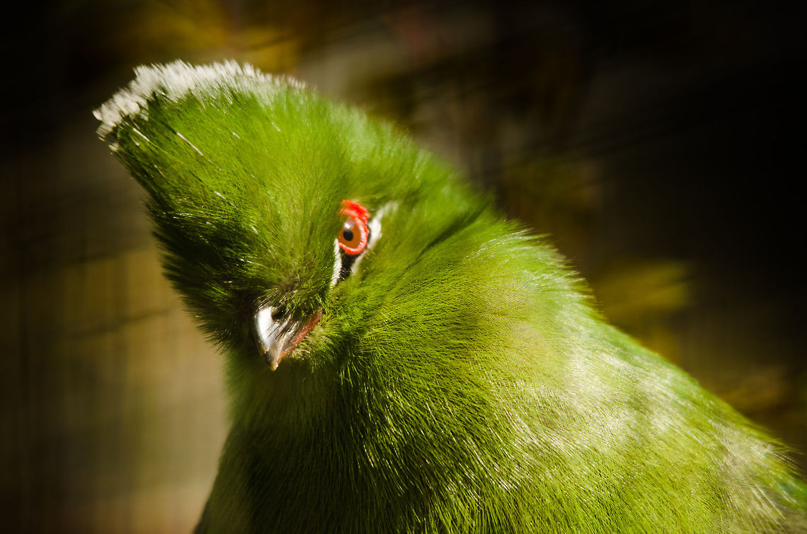 Black-billed Touraco portrait closeup Touracos are some of my favorite bird species, so I&#039;m happy to finally see one (in the Antwerp zoo) and introduce a species of it. Antwerpen,Black-billed Turaco,Tauraco schuetti