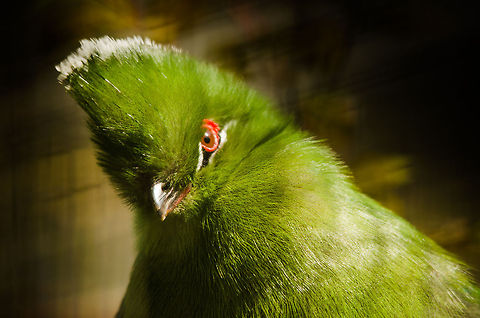 Black-billed Touraco portrait closeup Touracos are some of my favorite bird species, so I'm happy to finally see one (in the Antwerp zoo) and introduce a species of it. Antwerpen,Black-billed Turaco,Tauraco schuetti
