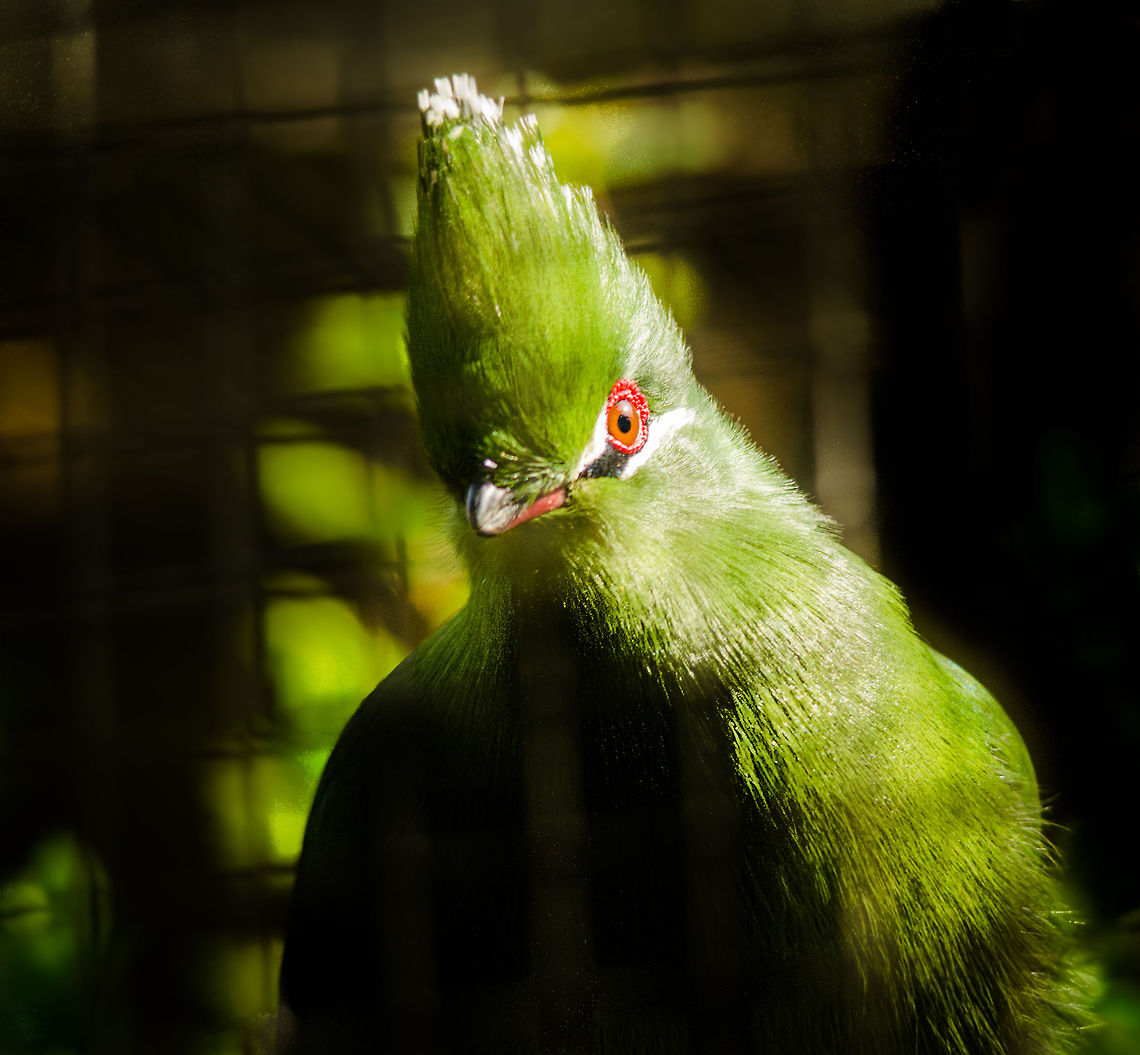 Curious Black-billed Turaco This species of Turaco is sometimes also called &quot;Emin&#039;s Turaco&quot;. Antwerpen,Black-billed Turaco,Tauraco schuetti