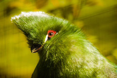 Black-billed Turaco side view  Antwerpen,Black-billed Turaco,Tauraco schuetti