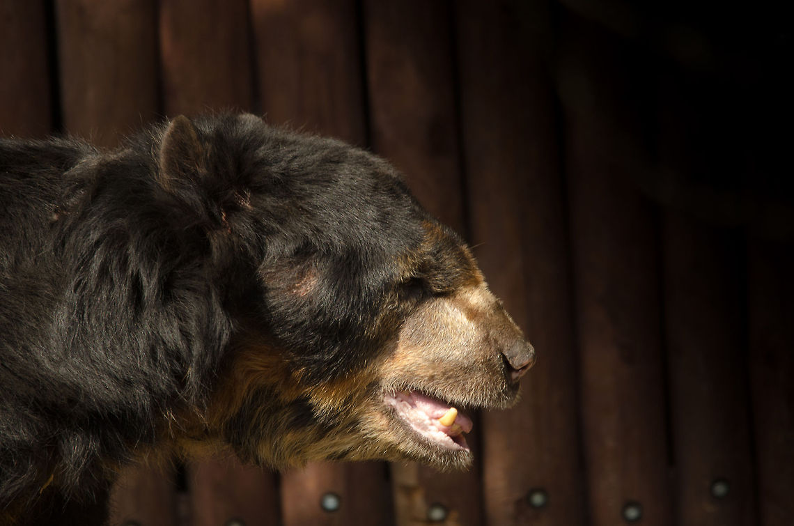 MaleSpectacled bear at Antwerp zoo  Antwerpen,Spectacled bear,Tremarctos ornatus