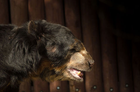 MaleSpectacled bear at Antwerp zoo  Antwerpen,Spectacled bear,Tremarctos ornatus