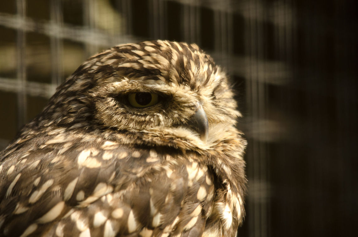 Burrowing Owl at Antwerp zoo The diet of the owl is not<br />
For delicate digestions.<br />
He goes out on a limb to hoot<br />
Unanswerable questions<br />
<br />
And just because he winks like men<br />
Who utter sage advice,<br />
We think him full of wisdom when<br />
He's only full of mice. Antwerpen,Athene cunicularia,Burrowing Owl