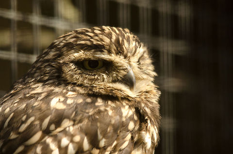 Burrowing Owl at Antwerp zoo The diet of the owl is not
For delicate digestions.
He goes out on a limb to hoot
Unanswerable questions

And just because he winks like men
Who utter sage advice,
We think him full of wisdom when
He's only full of mice. Antwerpen,Athene cunicularia,Burrowing Owl