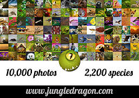 10,000 awesome wildlife photos...and hungry for more! Dear community,<br />
<br />
We have just achieved a fantastic milestone: together we have shared and described a whopping 10,000 photos! Not only that, they are of an amazing quality and very high diversity: covering nearly 2,200 different identified species!<br />
<br />
To celebrate this special milestone, JungleDragon is doing not 1, but 2 wildlife donations this time!<br />
<br />
1) A 100 USD donation to "Save Our Sloths", a crowd-funded project to help protect sloths in Costa Rica:<br />
<br />
http://www.indiegogo.com/projects/save-our-sloths/x/1046932<br />
<br />
2) A 100 USD donation to Pangolinsg.org, to help protect the beautiful Pangolin from rapidly being wiped out by idiots who believe they have special powers:<br />
<br />
http://www.pangolinsg.org/<br />
<br />
Thank you dear community for making this possible, I hope you appreciate the donations as well as JungleDragon. Remember, we're only getting started! Donations