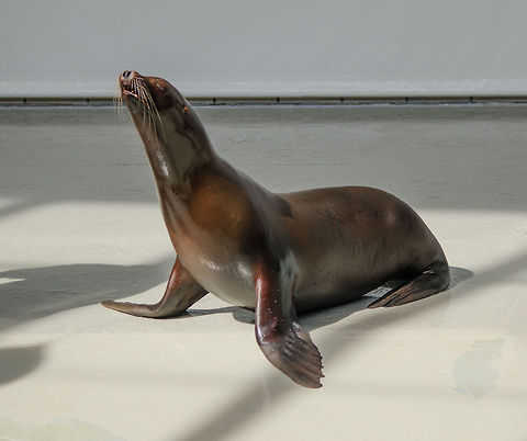 Hairless California Sea Lion at Antwerpen zoo During a training session that is open to the public twice a day.  Antwerpen,California sea lion,Zalophus californianus