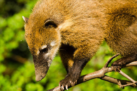 South American Coati at Antwerp zoo  Antwerpen,Nasua nasua,South American Coati