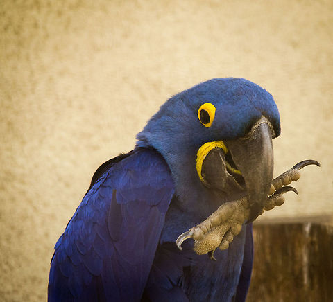 Hyacinth Macaw at Antwerp zoo cleaning The largest and most wonderful parrot alive, I am a lucky man for having seen these in the wild in the Brazilian Pantanal. Anodorhynchus hyacinthinus,Antwerpen,Hyacinth Macaw