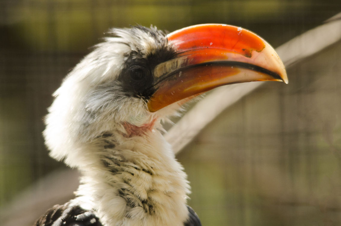 Von der Deckens Hornbill at Antwerp zoo - sideview  Antwerpen,Tockus deckeni,Von der Deckens Hornbill