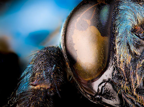 Xylocopa caerulea, Heesch, Netherlands Xylocopa caerulea

This is a purchased specimen of Xylocopa caerulea. It is quite old, dirty and in a poor state. 

Above all this photo serves as a conceptual demonstration or preview of some things I've been working on lately. 

The topic is extreme macro lighting. Most people advancing in this hobby ultimately opt for using flash instead of continuous lighting. The advantage of using flash is that it can easily deliver a massive burst of light, which helps in maintaining a shutter speed that eliminates vibration problems that are typical at extreme magnifications.

A very popular flash-based recipe is to use a tunnel diffuser. Basically, the subject is enclosed with a paper cup. Next, you directly flash to the sides of the cup, creating diffuse light all around the subject. This works quite well on a lot of subjects. The subject will be brightly exposed and detail is maximized all around. This approach is reliable, fast and generally succesfull. So it's unsurprising that many use it as their standard light recipe. Some even build permanent structures (boxes) where all they need to do is to insert the subject.

There's also criticism on the approach. In particular on smooth subjects (such as ants and beetles), it can lead to a somewhat clinical, scientific look. In particular, the diffuse light from all directions eliminates most shadows, which is unnatural.

Personally, I favor dramatic lighting, even if it comes at the cost of shadow detail. With that in mind I've been experimenting with a very cool conintuous LED lighting system. To illustrate how it was used in this situation:

- The "key light", a term borrowed from portrait photography, is a LED close to the subject with a huge diffuser attached to it. You can consider this to be the scene's global illumination.

- Another LED unit of lower brightness is used as frontal lighting. It has a so-called honey grid light shaper attached. This creates a narrow beam light. Whereas the key light is soft, the beam light is responsible for the drama and contrasty look.

- Not very well executed in this example but a powerful concept: a backlight hits the subject from the back, creating edge highlights to seperate it from the background. In portrait photography, this would be the model's hair with fine highlights near the edge.

- Also not very well executed but note the spot light near the top of the eye. This is to highlight a tiny part of the subject. This needs further development. In normal flash photography, they use a so-called "snoot" to create a very tiny beam yet in extreme macro you need like a 1mm beam. 

- For the first time ever, I'm taking care of the background. This is a magnet-mounted holder where I can insert cards of any color. And not just that, the background itself has its own lighting.

Basically, it's a miniature photo studio with full control of light. It's tons of fun the play with it, but also surpremely difficult and time consuming to realize what I want, as basically I have no idea what I'm doing. So do keep expectations low for now, the learning curve is steep. Blue Carpenter Bee,Extreme Macro,Xylocopa caerulea