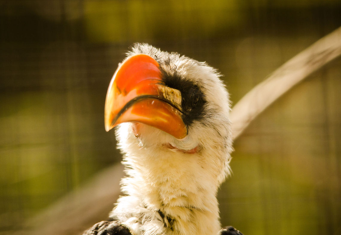 Von der Deckens Hornbill at Antwerp zoo - front view  Antwerpen,Tockus deckeni,Von der Deckens Hornbill