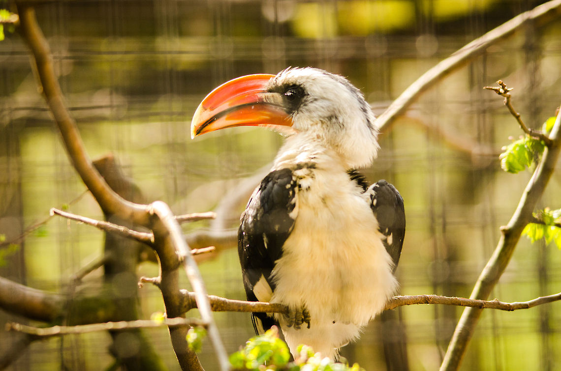 Von der Deckens Hornbill - full body shot Kind of a &quot;top heavy&quot; bird :) Antwerpen,Tockus deckeni,Von der Deckens Hornbill