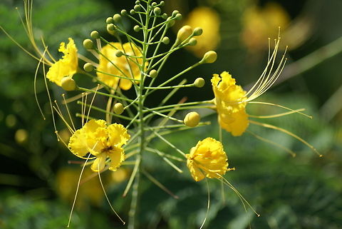 Yellow Malinche Closeup view of some very colorful Yellow Malinche flowers. Caesalpinia pulcherrima,Costa Rica,Flora,Flowers,Malinche,Red Bird of Paradise