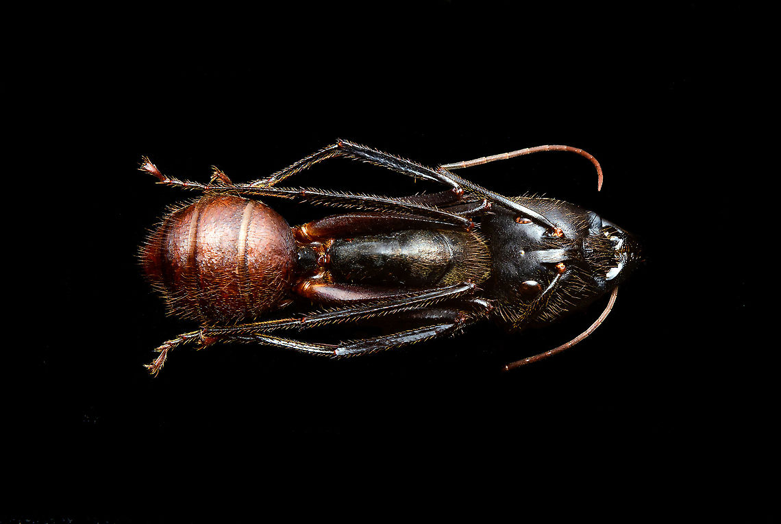 Dinomyrmex gigas - Major Worker Here&#039;s a series of images documenting Dinomyrmex gigas, one of the largest ants in the world. This species is nocturnal, therefore only incidentally spotted by day. <br />
<br />
This is a Major worker, sometimes just called &quot;Major&quot;. Majors are sterile females tasked primarily as body guard for the rest of the colony when they go out at night to forage. Majors are significantly larger than minor workers, and have a heart-shaped massive head and giant mandables. They are described to grow to 28mm, whilst this one was even larger, at exactly 30mm.<br />
<br />
These female soldiers alternate between deadly force and ritualistic violence. When defending against other species, it&#039;s total war leading to regular death. No time is wasted on mourning as a subsitute troup of Major follows.<br />
<br />
However, when a Major meets another Major of the same species from a rival colony, something fascinating happens. They engage in ritual fights. They drum their feet in anticipation. As soon as one touches the other, it&#039;s game on, like boxers hitting first gloves. A ritual of intimidation follows, where antennae vibrate, mandibles are raised, and rapid front legs peddle like in a kangaroo fight.<br />
<br />
The indivual to sustain the longest, wins. Yet only this round. The loser retreats to recover, clean and recharge. And then will return to the same tournament spot for another go at it. The animals will keep doing this for up to one month, probably because one realizes a lack of an end game.<br />
<br />
<figure class="photo"><a href="https://www.jungledragon.com/image/108320/dinomyrmex_gigas_-_major_worker_abdomen.html" title="Dinomyrmex gigas - Major Worker (abdomen)"><img src="https://s3.amazonaws.com/media.jungledragon.com/images/2/108320_thumb.jpg?AWSAccessKeyId=05GMT0V3GWVNE7GGM1R2&Expires=1759968010&Signature=vssp0jFPJ4mo9BF4FIfarYRRXbc%3D" width="200" height="170" alt="Dinomyrmex gigas - Major Worker (abdomen) Note: purchased specimen.<br />
<br />
Here&#039;s a series of images documenting Dinomyrmex gigas, one of the largest ants in the world. This species is nocturnal, therefore only incidentally spotted by day. <br />
<br />
This is a Major worker, sometimes just called &quot;Major&quot;. Majors are sterile females tasked primarily as body guard for the rest of the colony when they go out at night to forage. Majors are significantly larger than minor workers, and have a heart-shaped massive head and giant mandables. They are described to grow to 28mm, whilst this one was even larger, at exactly 30mm.<br />
<br />
These female soldiers alternate between deadly force and ritualistic violence. When defending against other species, it&#039;s total war leading to regular death. No time is wasted on mourning as a subsitute troup of Major follows.<br />
<br />
However, when a Major meets another Major of the same species from a rival colony, something fascinating happens. They engage in ritual fights. They drum their feet in anticipation. As soon as one touches the other, it&#039;s game on, like boxers hitting first gloves. A ritual of intimidation follows, where antennae vibrate, mandibles are raised, and rapid front legs peddle like in a kangaroo fight.<br />
<br />
The indivual to sustain the longest, wins. Yet only this round. The loser retreats to recover, clean and recharge. And then will return to the same tournament spot for another go at it. The animals will keep doing this for up to one month, probably because one realizes a lack of an end game.<br />
<br />
<br />
https://www.jungledragon.com/image/108317/dinomyrmex_gigas_-_major_worker.html<br />
https://www.jungledragon.com/image/108322/dinomyrmex_gigas_-_major_worker_mandibles.html<br />
https://www.jungledragon.com/image/108328/dinomyrmex_gigas_-_major_worker_portrait.html<br />
https://www.jungledragon.com/image/108331/dinomyrmex_gigas_-_major_worker_head.html<br />
https://www.jungledragon.com/image/108344/dinomyrmex_gigas_-_major_worker_head_sideview.html<br />
https://www.jungledragon.com/image/108346/dinomyrmex_gigas_-_major_worker_head_detail.html Dinomyrmex gigas,Extreme Macro,Giant Forest Ant" /></a></figure><br />
<figure class="photo"><a href="https://www.jungledragon.com/image/108322/dinomyrmex_gigas_-_major_worker_mandibles.html" title="Dinomyrmex gigas - Major Worker (mandibles)"><img src="https://s3.amazonaws.com/media.jungledragon.com/images/2/108322_thumb.jpg?AWSAccessKeyId=05GMT0V3GWVNE7GGM1R2&Expires=1759968010&Signature=5zOXFmys0mmrMyjCjCTJ4aB0AIk%3D" width="200" height="144" alt="Dinomyrmex gigas - Major Worker (mandibles) Note: purchased specimen.<br />
<br />
Here&#039;s a series of images documenting Dinomyrmex gigas, one of the largest ants in the world. This species is nocturnal, therefore only incidentally spotted by day. <br />
<br />
This is a Major worker, sometimes just called &quot;Major&quot;. Majors are sterile females tasked primarily as body guard for the rest of the colony when they go out at night to forage. Majors are significantly larger than minor workers, and have a heart-shaped massive head and giant mandables. They are described to grow to 28mm, whilst this one was even larger, at exactly 30mm.<br />
<br />
These female soldiers alternate between deadly force and ritualistic violence. When defending against other species, it&#039;s total war leading to regular death. No time is wasted on mourning as a subsitute troup of Major follows.<br />
<br />
However, when a Major meets another Major of the same species from a rival colony, something fascinating happens. They engage in ritual fights. They drum their feet in anticipation. As soon as one touches the other, it&#039;s game on, like boxers hitting first gloves. A ritual of intimidation follows, where antennae vibrate, mandibles are raised, and rapid front legs peddle like in a kangaroo fight.<br />
<br />
The indivual to sustain the longest, wins. Yet only this round. The loser retreats to recover, clean and recharge. And then will return to the same tournament spot for another go at it. The animals will keep doing this for up to one month, probably because one realizes a lack of an end game.<br />
<br />
https://www.jungledragon.com/image/108317/dinomyrmex_gigas_-_major_worker.html<br />
https://www.jungledragon.com/image/108320/dinomyrmex_gigas_-_major_worker_abdomen.html<br />
https://www.jungledragon.com/image/108328/dinomyrmex_gigas_-_major_worker_portrait.html<br />
https://www.jungledragon.com/image/108331/dinomyrmex_gigas_-_major_worker_head.html<br />
https://www.jungledragon.com/image/108344/dinomyrmex_gigas_-_major_worker_head_sideview.html<br />
https://www.jungledragon.com/image/108346/dinomyrmex_gigas_-_major_worker_head_detail.html Dinomyrmex gigas,Extreme Macro,Giant Forest Ant" /></a></figure><br />
<figure class="photo"><a href="https://www.jungledragon.com/image/108328/dinomyrmex_gigas_-_major_worker_portrait.html" title="Dinomyrmex gigas - Major Worker (portrait)"><img src="https://s3.amazonaws.com/media.jungledragon.com/images/2/108328_thumb.jpg?AWSAccessKeyId=05GMT0V3GWVNE7GGM1R2&Expires=1759968010&Signature=7b1UyxZTQcGt4KikJZ3R%2FWnOqPY%3D" width="128" height="152" alt="Dinomyrmex gigas - Major Worker (portrait) Note: purchased specimen.<br />
<br />
Here&#039;s a series of images documenting Dinomyrmex gigas, one of the largest ants in the world. This species is nocturnal, therefore only incidentally spotted by day. <br />
<br />
This is a Major worker, sometimes just called &quot;Major&quot;. Majors are sterile females tasked primarily as body guard for the rest of the colony when they go out at night to forage. Majors are significantly larger than minor workers, and have a heart-shaped massive head and giant mandables. They are described to grow to 28mm, whilst this one was even larger, at exactly 30mm.<br />
<br />
These female soldiers alternate between deadly force and ritualistic violence. When defending against other species, it&#039;s total war leading to regular death. No time is wasted on mourning as a subsitute troup of Major follows.<br />
<br />
However, when a Major meets another Major of the same species from a rival colony, something fascinating happens. They engage in ritual fights. They drum their feet in anticipation. As soon as one touches the other, it&#039;s game on, like boxers hitting first gloves. A ritual of intimidation follows, where antennae vibrate, mandibles are raised, and rapid front legs peddle like in a kangaroo fight.<br />
<br />
The indivual to sustain the longest, wins. Yet only this round. The loser retreats to recover, clean and recharge. And then will return to the same tournament spot for another go at it. The animals will keep doing this for up to one month, probably because one realizes a lack of an end game.<br />
<br />
https://www.jungledragon.com/image/108317/dinomyrmex_gigas_-_major_worker.html<br />
https://www.jungledragon.com/image/108320/dinomyrmex_gigas_-_major_worker_abdomen.html<br />
https://www.jungledragon.com/image/108322/dinomyrmex_gigas_-_major_worker_mandibles.html<br />
https://www.jungledragon.com/image/108331/dinomyrmex_gigas_-_major_worker_head.html<br />
https://www.jungledragon.com/image/108344/dinomyrmex_gigas_-_major_worker_head_sideview.html<br />
https://www.jungledragon.com/image/108346/dinomyrmex_gigas_-_major_worker_head_detail.html Dinomyrmex gigas,Extreme Macro,Extreme Macro Portraits,Giant Forest Ant" /></a></figure><br />
<figure class="photo"><a href="https://www.jungledragon.com/image/108331/dinomyrmex_gigas_-_major_worker_head.html" title="Dinomyrmex gigas - Major Worker (head)"><img src="https://s3.amazonaws.com/media.jungledragon.com/images/2/108331_thumb.jpg?AWSAccessKeyId=05GMT0V3GWVNE7GGM1R2&Expires=1759968010&Signature=bxdjgq6tYf3vaY69xML43COzSVc%3D" width="200" height="110" alt="Dinomyrmex gigas - Major Worker (head) Note: purchased specimen.<br />
<br />
Here&#039;s a series of images documenting Dinomyrmex gigas, one of the largest ants in the world. This species is nocturnal, therefore only incidentally spotted by day. <br />
<br />
This is a Major worker, sometimes just called &quot;Major&quot;. Majors are sterile females tasked primarily as body guard for the rest of the colony when they go out at night to forage. Majors are significantly larger than minor workers, and have a heart-shaped massive head and giant mandables. They are described to grow to 28mm, whilst this one was even larger, at exactly 30mm.<br />
<br />
These female soldiers alternate between deadly force and ritualistic violence. When defending against other species, it&#039;s total war leading to regular death. No time is wasted on mourning as a subsitute troup of Major follows.<br />
<br />
However, when a Major meets another Major of the same species from a rival colony, something fascinating happens. They engage in ritual fights. They drum their feet in anticipation. As soon as one touches the other, it&#039;s game on, like boxers hitting first gloves. A ritual of intimidation follows, where antennae vibrate, mandibles are raised, and rapid front legs peddle like in a kangaroo fight.<br />
<br />
The indivual to sustain the longest, wins. Yet only this round. The loser retreats to recover, clean and recharge. And then will return to the same tournament spot for another go at it. The animals will keep doing this for up to one month, probably because one realizes a lack of an end game.<br />
<br />
https://www.jungledragon.com/image/108317/dinomyrmex_gigas_-_major_worker.html<br />
https://www.jungledragon.com/image/108320/dinomyrmex_gigas_-_major_worker_abdomen.html<br />
https://www.jungledragon.com/image/108322/dinomyrmex_gigas_-_major_worker_mandibles.html<br />
https://www.jungledragon.com/image/108328/dinomyrmex_gigas_-_major_worker_portrait.html<br />
https://www.jungledragon.com/image/108344/dinomyrmex_gigas_-_major_worker_head_sideview.html<br />
https://www.jungledragon.com/image/108346/dinomyrmex_gigas_-_major_worker_head_detail.html Dinomyrmex gigas,Extreme Macro,Giant Forest Ant" /></a></figure><br />
<figure class="photo"><a href="https://www.jungledragon.com/image/108344/dinomyrmex_gigas_-_major_worker_head_sideview.html" title="Dinomyrmex gigas - Major Worker (head sideview)"><img src="https://s3.amazonaws.com/media.jungledragon.com/images/2/108344_thumb.jpg?AWSAccessKeyId=05GMT0V3GWVNE7GGM1R2&Expires=1759968010&Signature=TIho5PPp%2FhVHHZBe9lJT6tpq1vA%3D" width="200" height="146" alt="Dinomyrmex gigas - Major Worker (head sideview) Note: purchased specimen.<br />
<br />
Here&#039;s a series of images documenting Dinomyrmex gigas, one of the largest ants in the world. This species is nocturnal, therefore only incidentally spotted by day. <br />
<br />
This is a Major worker, sometimes just called &quot;Major&quot;. Majors are sterile females tasked primarily as body guard for the rest of the colony when they go out at night to forage. Majors are significantly larger than minor workers, and have a heart-shaped massive head and giant mandables. They are described to grow to 28mm, whilst this one was even larger, at exactly 30mm.<br />
<br />
These female soldiers alternate between deadly force and ritualistic violence. When defending against other species, it&#039;s total war leading to regular death. No time is wasted on mourning as a subsitute troup of Major follows.<br />
<br />
However, when a Major meets another Major of the same species from a rival colony, something fascinating happens. They engage in ritual fights. They drum their feet in anticipation. As soon as one touches the other, it&#039;s game on, like boxers hitting first gloves. A ritual of intimidation follows, where antennae vibrate, mandibles are raised, and rapid front legs peddle like in a kangaroo fight.<br />
<br />
The indivual to sustain the longest, wins. Yet only this round. The loser retreats to recover, clean and recharge. And then will return to the same tournament spot for another go at it. The animals will keep doing this for up to one month, probably because one realizes a lack of a end game.<br />
<br />
https://www.jungledragon.com/image/108317/dinomyrmex_gigas_-_major_worker.html<br />
https://www.jungledragon.com/image/108320/dinomyrmex_gigas_-_major_worker_abdomen.html<br />
https://www.jungledragon.com/image/108322/dinomyrmex_gigas_-_major_worker_mandibles.html<br />
https://www.jungledragon.com/image/108328/dinomyrmex_gigas_-_major_worker_portrait.html<br />
https://www.jungledragon.com/image/108331/dinomyrmex_gigas_-_major_worker_head.html<br />
https://www.jungledragon.com/image/108346/dinomyrmex_gigas_-_major_worker_head_detail.html Dinomyrmex gigas,Extreme Macro,Giant Forest Ant" /></a></figure><br />
<figure class="photo"><a href="https://www.jungledragon.com/image/108346/dinomyrmex_gigas_-_major_worker_head_detail.html" title="Dinomyrmex gigas - Major Worker (head detail)"><img src="https://s3.amazonaws.com/media.jungledragon.com/images/2/108346_thumb.jpg?AWSAccessKeyId=05GMT0V3GWVNE7GGM1R2&Expires=1759968010&Signature=%2FHhv8FEMSMGFoVabAumVd1MA0Tw%3D" width="200" height="134" alt="Dinomyrmex gigas - Major Worker (head detail) Note: purchased specimen.<br />
<br />
Here&#039;s a series of images documenting Dinomyrmex gigas, one of the largest ants in the world. This species is nocturnal, therefore only incidentally spotted by day. <br />
<br />
This is a Major worker, sometimes just called &quot;Major&quot;. Majors are sterile females tasked primarily as body guard for the rest of the colony when they go out at night to forage. Majors are significantly larger than minor workers, and have a heart-shaped massive head and giant mandables. They are described to grow to 28mm, whilst this one was even larger, at exactly 30mm.<br />
<br />
These female soldiers alternate between deadly force and ritualistic violence. When defending against other species, it&#039;s total war leading to regular death. No time is wasted on mourning as a subsitute troup of Major follows.<br />
<br />
However, when a Major meets another Major of the same species from a rival colony, something fascinating happens. They engage in ritual fights. They drum their feet in anticipation. As soon as one touches the other, it&#039;s game on, like boxers hitting first gloves. A ritual of intimidation follows, where antennae vibrate, mandibles are raised, and rapid front legs peddle like in a kangaroo fight.<br />
<br />
The indivual to sustain the longest, wins. Yet only this round. The loser retreats to recover, clean and recharge. And then will return to the same tournament spot for another go at it. The animals will keep doing this for up to one month, probably because one realizes a lack of a end game.<br />
<br />
<br />
https://www.jungledragon.com/image/108317/dinomyrmex_gigas_-_major_worker.html<br />
https://www.jungledragon.com/image/108320/dinomyrmex_gigas_-_major_worker_abdomen.html<br />
https://www.jungledragon.com/image/108322/dinomyrmex_gigas_-_major_worker_mandibles.html<br />
https://www.jungledragon.com/image/108328/dinomyrmex_gigas_-_major_worker_portrait.html<br />
https://www.jungledragon.com/image/108331/dinomyrmex_gigas_-_major_worker_head.html<br />
https://www.jungledragon.com/image/108344/dinomyrmex_gigas_-_major_worker_head_sideview.html Dinomyrmex gigas,Extreme Macro,Giant Forest Ant" /></a></figure> Dinomyrmex,Dinomyrmex gigas,Extreme Macro