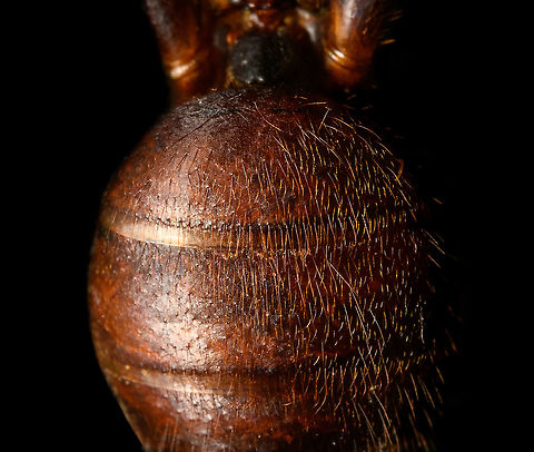 Dinomyrmex gigas - Major Worker (abdomen) Note: purchased specimen.

Here's a series of images documenting Dinomyrmex gigas, one of the largest ants in the world. This species is nocturnal, therefore only incidentally spotted by day. 

This is a Major worker, sometimes just called "Major". Majors are sterile females tasked primarily as body guard for the rest of the colony when they go out at night to forage. Majors are significantly larger than minor workers, and have a heart-shaped massive head and giant mandables. They are described to grow to 28mm, whilst this one was even larger, at exactly 30mm.

These female soldiers alternate between deadly force and ritualistic violence. When defending against other species, it's total war leading to regular death. No time is wasted on mourning as a subsitute troup of Major follows.

However, when a Major meets another Major of the same species from a rival colony, something fascinating happens. They engage in ritual fights. They drum their feet in anticipation. As soon as one touches the other, it's game on, like boxers hitting first gloves. A ritual of intimidation follows, where antennae vibrate, mandibles are raised, and rapid front legs peddle like in a kangaroo fight.

The indivual to sustain the longest, wins. Yet only this round. The loser retreats to recover, clean and recharge. And then will return to the same tournament spot for another go at it. The animals will keep doing this for up to one month, probably because one realizes a lack of an end game.


https://www.jungledragon.com/image/108317/dinomyrmex_gigas_-_major_worker.html
https://www.jungledragon.com/image/108322/dinomyrmex_gigas_-_major_worker_mandibles.html
https://www.jungledragon.com/image/108328/dinomyrmex_gigas_-_major_worker_portrait.html
https://www.jungledragon.com/image/108331/dinomyrmex_gigas_-_major_worker_head.html
https://www.jungledragon.com/image/108344/dinomyrmex_gigas_-_major_worker_head_sideview.html
https://www.jungledragon.com/image/108346/dinomyrmex_gigas_-_major_worker_head_detail.html Dinomyrmex gigas,Extreme Macro,Giant Forest Ant