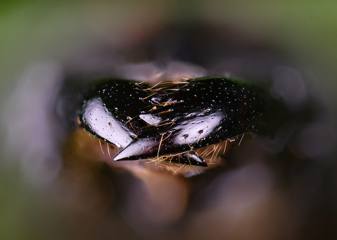Dinomyrmex gigas - Major Worker (mandibles) Note: purchased specimen.<br />
<br />
Here's a series of images documenting Dinomyrmex gigas, one of the largest ants in the world. This species is nocturnal, therefore only incidentally spotted by day. <br />
<br />
This is a Major worker, sometimes just called "Major". Majors are sterile females tasked primarily as body guard for the rest of the colony when they go out at night to forage. Majors are significantly larger than minor workers, and have a heart-shaped massive head and giant mandables. They are described to grow to 28mm, whilst this one was even larger, at exactly 30mm.<br />
<br />
These female soldiers alternate between deadly force and ritualistic violence. When defending against other species, it's total war leading to regular death. No time is wasted on mourning as a subsitute troup of Major follows.<br />
<br />
However, when a Major meets another Major of the same species from a rival colony, something fascinating happens. They engage in ritual fights. They drum their feet in anticipation. As soon as one touches the other, it's game on, like boxers hitting first gloves. A ritual of intimidation follows, where antennae vibrate, mandibles are raised, and rapid front legs peddle like in a kangaroo fight.<br />
<br />
The indivual to sustain the longest, wins. Yet only this round. The loser retreats to recover, clean and recharge. And then will return to the same tournament spot for another go at it. The animals will keep doing this for up to one month, probably because one realizes a lack of an end game.<br />
<br />
<figure class="photo"><a href="https://www.jungledragon.com/image/108317/dinomyrmex_gigas_-_major_worker.html" title="Dinomyrmex gigas - Major Worker"><img src="https://s3.amazonaws.com/media.jungledragon.com/images/2/108317_thumb.jpg?AWSAccessKeyId=05GMT0V3GWVNE7GGM1R2&Expires=1769040010&Signature=M4BgHuZaXttwCw5O5TQB5QItGwk%3D" width="200" height="136" alt="Dinomyrmex gigas - Major Worker Here's a series of images documenting Dinomyrmex gigas, one of the largest ants in the world. This species is nocturnal, therefore only incidentally spotted by day. <br />
<br />
This is a Major worker, sometimes just called "Major". Majors are sterile females tasked primarily as body guard for the rest of the colony when they go out at night to forage. Majors are significantly larger than minor workers, and have a heart-shaped massive head and giant mandables. They are described to grow to 28mm, whilst this one was even larger, at exactly 30mm.<br />
<br />
These female soldiers alternate between deadly force and ritualistic violence. When defending against other species, it's total war leading to regular death. No time is wasted on mourning as a subsitute troup of Major follows.<br />
<br />
However, when a Major meets another Major of the same species from a rival colony, something fascinating happens. They engage in ritual fights. They drum their feet in anticipation. As soon as one touches the other, it's game on, like boxers hitting first gloves. A ritual of intimidation follows, where antennae vibrate, mandibles are raised, and rapid front legs peddle like in a kangaroo fight.<br />
<br />
The indivual to sustain the longest, wins. Yet only this round. The loser retreats to recover, clean and recharge. And then will return to the same tournament spot for another go at it. The animals will keep doing this for up to one month, probably because one realizes a lack of an end game.<br />
<br />
https://www.jungledragon.com/image/108320/dinomyrmex_gigas_-_major_worker_abdomen.html<br />
https://www.jungledragon.com/image/108322/dinomyrmex_gigas_-_major_worker_mandibles.html<br />
https://www.jungledragon.com/image/108328/dinomyrmex_gigas_-_major_worker_portrait.html<br />
https://www.jungledragon.com/image/108331/dinomyrmex_gigas_-_major_worker_head.html<br />
https://www.jungledragon.com/image/108344/dinomyrmex_gigas_-_major_worker_head_sideview.html<br />
https://www.jungledragon.com/image/108346/dinomyrmex_gigas_-_major_worker_head_detail.html Dinomyrmex,Dinomyrmex gigas,Extreme Macro" /></a></figure><br />
<figure class="photo"><a href="https://www.jungledragon.com/image/108320/dinomyrmex_gigas_-_major_worker_abdomen.html" title="Dinomyrmex gigas - Major Worker (abdomen)"><img src="https://s3.amazonaws.com/media.jungledragon.com/images/2/108320_thumb.jpg?AWSAccessKeyId=05GMT0V3GWVNE7GGM1R2&Expires=1769040010&Signature=UeCZeaL0242t6BpAHBRxDaQ0B%2Bk%3D" width="200" height="170" alt="Dinomyrmex gigas - Major Worker (abdomen) Note: purchased specimen.<br />
<br />
Here's a series of images documenting Dinomyrmex gigas, one of the largest ants in the world. This species is nocturnal, therefore only incidentally spotted by day. <br />
<br />
This is a Major worker, sometimes just called "Major". Majors are sterile females tasked primarily as body guard for the rest of the colony when they go out at night to forage. Majors are significantly larger than minor workers, and have a heart-shaped massive head and giant mandables. They are described to grow to 28mm, whilst this one was even larger, at exactly 30mm.<br />
<br />
These female soldiers alternate between deadly force and ritualistic violence. When defending against other species, it's total war leading to regular death. No time is wasted on mourning as a subsitute troup of Major follows.<br />
<br />
However, when a Major meets another Major of the same species from a rival colony, something fascinating happens. They engage in ritual fights. They drum their feet in anticipation. As soon as one touches the other, it's game on, like boxers hitting first gloves. A ritual of intimidation follows, where antennae vibrate, mandibles are raised, and rapid front legs peddle like in a kangaroo fight.<br />
<br />
The indivual to sustain the longest, wins. Yet only this round. The loser retreats to recover, clean and recharge. And then will return to the same tournament spot for another go at it. The animals will keep doing this for up to one month, probably because one realizes a lack of an end game.<br />
<br />
<br />
https://www.jungledragon.com/image/108317/dinomyrmex_gigas_-_major_worker.html<br />
https://www.jungledragon.com/image/108322/dinomyrmex_gigas_-_major_worker_mandibles.html<br />
https://www.jungledragon.com/image/108328/dinomyrmex_gigas_-_major_worker_portrait.html<br />
https://www.jungledragon.com/image/108331/dinomyrmex_gigas_-_major_worker_head.html<br />
https://www.jungledragon.com/image/108344/dinomyrmex_gigas_-_major_worker_head_sideview.html<br />
https://www.jungledragon.com/image/108346/dinomyrmex_gigas_-_major_worker_head_detail.html Dinomyrmex gigas,Extreme Macro,Giant Forest Ant" /></a></figure><br />
<figure class="photo"><a href="https://www.jungledragon.com/image/108328/dinomyrmex_gigas_-_major_worker_portrait.html" title="Dinomyrmex gigas - Major Worker (portrait)"><img src="https://s3.amazonaws.com/media.jungledragon.com/images/2/108328_thumb.jpg?AWSAccessKeyId=05GMT0V3GWVNE7GGM1R2&Expires=1769040010&Signature=NPUmmkd5C9i090c7sGvEpPK4wZ0%3D" width="128" height="152" alt="Dinomyrmex gigas - Major Worker (portrait) Note: purchased specimen.<br />
<br />
Here's a series of images documenting Dinomyrmex gigas, one of the largest ants in the world. This species is nocturnal, therefore only incidentally spotted by day. <br />
<br />
This is a Major worker, sometimes just called "Major". Majors are sterile females tasked primarily as body guard for the rest of the colony when they go out at night to forage. Majors are significantly larger than minor workers, and have a heart-shaped massive head and giant mandables. They are described to grow to 28mm, whilst this one was even larger, at exactly 30mm.<br />
<br />
These female soldiers alternate between deadly force and ritualistic violence. When defending against other species, it's total war leading to regular death. No time is wasted on mourning as a subsitute troup of Major follows.<br />
<br />
However, when a Major meets another Major of the same species from a rival colony, something fascinating happens. They engage in ritual fights. They drum their feet in anticipation. As soon as one touches the other, it's game on, like boxers hitting first gloves. A ritual of intimidation follows, where antennae vibrate, mandibles are raised, and rapid front legs peddle like in a kangaroo fight.<br />
<br />
The indivual to sustain the longest, wins. Yet only this round. The loser retreats to recover, clean and recharge. And then will return to the same tournament spot for another go at it. The animals will keep doing this for up to one month, probably because one realizes a lack of an end game.<br />
<br />
https://www.jungledragon.com/image/108317/dinomyrmex_gigas_-_major_worker.html<br />
https://www.jungledragon.com/image/108320/dinomyrmex_gigas_-_major_worker_abdomen.html<br />
https://www.jungledragon.com/image/108322/dinomyrmex_gigas_-_major_worker_mandibles.html<br />
https://www.jungledragon.com/image/108331/dinomyrmex_gigas_-_major_worker_head.html<br />
https://www.jungledragon.com/image/108344/dinomyrmex_gigas_-_major_worker_head_sideview.html<br />
https://www.jungledragon.com/image/108346/dinomyrmex_gigas_-_major_worker_head_detail.html Dinomyrmex gigas,Extreme Macro,Extreme Macro Portraits,Giant Forest Ant" /></a></figure><br />
<figure class="photo"><a href="https://www.jungledragon.com/image/108331/dinomyrmex_gigas_-_major_worker_head.html" title="Dinomyrmex gigas - Major Worker (head)"><img src="https://s3.amazonaws.com/media.jungledragon.com/images/2/108331_thumb.jpg?AWSAccessKeyId=05GMT0V3GWVNE7GGM1R2&Expires=1769040010&Signature=z9QhUbQSdFVpoCTU%2FYC7ajhwXVk%3D" width="200" height="110" alt="Dinomyrmex gigas - Major Worker (head) Note: purchased specimen.<br />
<br />
Here's a series of images documenting Dinomyrmex gigas, one of the largest ants in the world. This species is nocturnal, therefore only incidentally spotted by day. <br />
<br />
This is a Major worker, sometimes just called "Major". Majors are sterile females tasked primarily as body guard for the rest of the colony when they go out at night to forage. Majors are significantly larger than minor workers, and have a heart-shaped massive head and giant mandables. They are described to grow to 28mm, whilst this one was even larger, at exactly 30mm.<br />
<br />
These female soldiers alternate between deadly force and ritualistic violence. When defending against other species, it's total war leading to regular death. No time is wasted on mourning as a subsitute troup of Major follows.<br />
<br />
However, when a Major meets another Major of the same species from a rival colony, something fascinating happens. They engage in ritual fights. They drum their feet in anticipation. As soon as one touches the other, it's game on, like boxers hitting first gloves. A ritual of intimidation follows, where antennae vibrate, mandibles are raised, and rapid front legs peddle like in a kangaroo fight.<br />
<br />
The indivual to sustain the longest, wins. Yet only this round. The loser retreats to recover, clean and recharge. And then will return to the same tournament spot for another go at it. The animals will keep doing this for up to one month, probably because one realizes a lack of an end game.<br />
<br />
https://www.jungledragon.com/image/108317/dinomyrmex_gigas_-_major_worker.html<br />
https://www.jungledragon.com/image/108320/dinomyrmex_gigas_-_major_worker_abdomen.html<br />
https://www.jungledragon.com/image/108322/dinomyrmex_gigas_-_major_worker_mandibles.html<br />
https://www.jungledragon.com/image/108328/dinomyrmex_gigas_-_major_worker_portrait.html<br />
https://www.jungledragon.com/image/108344/dinomyrmex_gigas_-_major_worker_head_sideview.html<br />
https://www.jungledragon.com/image/108346/dinomyrmex_gigas_-_major_worker_head_detail.html Dinomyrmex gigas,Extreme Macro,Giant Forest Ant" /></a></figure><br />
<figure class="photo"><a href="https://www.jungledragon.com/image/108344/dinomyrmex_gigas_-_major_worker_head_sideview.html" title="Dinomyrmex gigas - Major Worker (head sideview)"><img src="https://s3.amazonaws.com/media.jungledragon.com/images/2/108344_thumb.jpg?AWSAccessKeyId=05GMT0V3GWVNE7GGM1R2&Expires=1769040010&Signature=iqosGm0ad0r3Ii%2BteFDuoMMtkrg%3D" width="200" height="146" alt="Dinomyrmex gigas - Major Worker (head sideview) Note: purchased specimen.<br />
<br />
Here's a series of images documenting Dinomyrmex gigas, one of the largest ants in the world. This species is nocturnal, therefore only incidentally spotted by day. <br />
<br />
This is a Major worker, sometimes just called "Major". Majors are sterile females tasked primarily as body guard for the rest of the colony when they go out at night to forage. Majors are significantly larger than minor workers, and have a heart-shaped massive head and giant mandables. They are described to grow to 28mm, whilst this one was even larger, at exactly 30mm.<br />
<br />
These female soldiers alternate between deadly force and ritualistic violence. When defending against other species, it's total war leading to regular death. No time is wasted on mourning as a subsitute troup of Major follows.<br />
<br />
However, when a Major meets another Major of the same species from a rival colony, something fascinating happens. They engage in ritual fights. They drum their feet in anticipation. As soon as one touches the other, it's game on, like boxers hitting first gloves. A ritual of intimidation follows, where antennae vibrate, mandibles are raised, and rapid front legs peddle like in a kangaroo fight.<br />
<br />
The indivual to sustain the longest, wins. Yet only this round. The loser retreats to recover, clean and recharge. And then will return to the same tournament spot for another go at it. The animals will keep doing this for up to one month, probably because one realizes a lack of a end game.<br />
<br />
https://www.jungledragon.com/image/108317/dinomyrmex_gigas_-_major_worker.html<br />
https://www.jungledragon.com/image/108320/dinomyrmex_gigas_-_major_worker_abdomen.html<br />
https://www.jungledragon.com/image/108322/dinomyrmex_gigas_-_major_worker_mandibles.html<br />
https://www.jungledragon.com/image/108328/dinomyrmex_gigas_-_major_worker_portrait.html<br />
https://www.jungledragon.com/image/108331/dinomyrmex_gigas_-_major_worker_head.html<br />
https://www.jungledragon.com/image/108346/dinomyrmex_gigas_-_major_worker_head_detail.html Dinomyrmex gigas,Extreme Macro,Giant Forest Ant" /></a></figure><br />
<figure class="photo"><a href="https://www.jungledragon.com/image/108346/dinomyrmex_gigas_-_major_worker_head_detail.html" title="Dinomyrmex gigas - Major Worker (head detail)"><img src="https://s3.amazonaws.com/media.jungledragon.com/images/2/108346_thumb.jpg?AWSAccessKeyId=05GMT0V3GWVNE7GGM1R2&Expires=1769040010&Signature=iTVZ%2B10lgldjohThsRU8K2j9ip4%3D" width="200" height="134" alt="Dinomyrmex gigas - Major Worker (head detail) Note: purchased specimen.<br />
<br />
Here's a series of images documenting Dinomyrmex gigas, one of the largest ants in the world. This species is nocturnal, therefore only incidentally spotted by day. <br />
<br />
This is a Major worker, sometimes just called "Major". Majors are sterile females tasked primarily as body guard for the rest of the colony when they go out at night to forage. Majors are significantly larger than minor workers, and have a heart-shaped massive head and giant mandables. They are described to grow to 28mm, whilst this one was even larger, at exactly 30mm.<br />
<br />
These female soldiers alternate between deadly force and ritualistic violence. When defending against other species, it's total war leading to regular death. No time is wasted on mourning as a subsitute troup of Major follows.<br />
<br />
However, when a Major meets another Major of the same species from a rival colony, something fascinating happens. They engage in ritual fights. They drum their feet in anticipation. As soon as one touches the other, it's game on, like boxers hitting first gloves. A ritual of intimidation follows, where antennae vibrate, mandibles are raised, and rapid front legs peddle like in a kangaroo fight.<br />
<br />
The indivual to sustain the longest, wins. Yet only this round. The loser retreats to recover, clean and recharge. And then will return to the same tournament spot for another go at it. The animals will keep doing this for up to one month, probably because one realizes a lack of a end game.<br />
<br />
<br />
https://www.jungledragon.com/image/108317/dinomyrmex_gigas_-_major_worker.html<br />
https://www.jungledragon.com/image/108320/dinomyrmex_gigas_-_major_worker_abdomen.html<br />
https://www.jungledragon.com/image/108322/dinomyrmex_gigas_-_major_worker_mandibles.html<br />
https://www.jungledragon.com/image/108328/dinomyrmex_gigas_-_major_worker_portrait.html<br />
https://www.jungledragon.com/image/108331/dinomyrmex_gigas_-_major_worker_head.html<br />
https://www.jungledragon.com/image/108344/dinomyrmex_gigas_-_major_worker_head_sideview.html Dinomyrmex gigas,Extreme Macro,Giant Forest Ant" /></a></figure> Dinomyrmex gigas,Extreme Macro,Giant Forest Ant