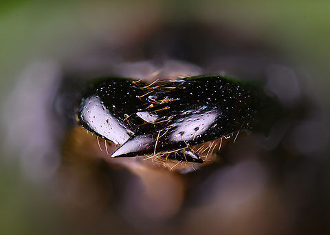 Dinomyrmex gigas - Major Worker (mandibles) Note: purchased specimen.

Here's a series of images documenting Dinomyrmex gigas, one of the largest ants in the world. This species is nocturnal, therefore only incidentally spotted by day. 

This is a Major worker, sometimes just called "Major". Majors are sterile females tasked primarily as body guard for the rest of the colony when they go out at night to forage. Majors are significantly larger than minor workers, and have a heart-shaped massive head and giant mandables. They are described to grow to 28mm, whilst this one was even larger, at exactly 30mm.

These female soldiers alternate between deadly force and ritualistic violence. When defending against other species, it's total war leading to regular death. No time is wasted on mourning as a subsitute troup of Major follows.

However, when a Major meets another Major of the same species from a rival colony, something fascinating happens. They engage in ritual fights. They drum their feet in anticipation. As soon as one touches the other, it's game on, like boxers hitting first gloves. A ritual of intimidation follows, where antennae vibrate, mandibles are raised, and rapid front legs peddle like in a kangaroo fight.

The indivual to sustain the longest, wins. Yet only this round. The loser retreats to recover, clean and recharge. And then will return to the same tournament spot for another go at it. The animals will keep doing this for up to one month, probably because one realizes a lack of an end game.

https://www.jungledragon.com/image/108317/dinomyrmex_gigas_-_major_worker.html
https://www.jungledragon.com/image/108320/dinomyrmex_gigas_-_major_worker_abdomen.html
https://www.jungledragon.com/image/108328/dinomyrmex_gigas_-_major_worker_portrait.html
https://www.jungledragon.com/image/108331/dinomyrmex_gigas_-_major_worker_head.html
https://www.jungledragon.com/image/108344/dinomyrmex_gigas_-_major_worker_head_sideview.html
https://www.jungledragon.com/image/108346/dinomyrmex_gigas_-_major_worker_head_detail.html Dinomyrmex gigas,Extreme Macro,Giant Forest Ant